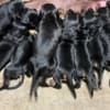 Doberman photo 1
