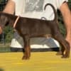Doberman photo 2
