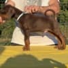Doberman photo 4