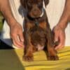 Doberman photo 5