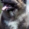 Caucasian Shepherd – BEAUTIFUL Puppies photo 1