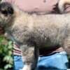 Caucasian Shepherd – BEAUTIFUL Puppies photo 2