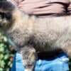 Caucasian Shepherd – BEAUTIFUL Puppies photo 3