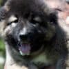 Caucasian Shepherd – BEAUTIFUL Puppies photo 4