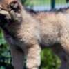 Caucasian Shepherd – BEAUTIFUL Puppies photo 6