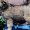 Caucasian Shepherd – BEAUTIFUL Puppies photo 7