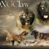 Caucasian Shepherd – BEAUTIFUL Puppies photo 8
