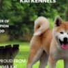 Akita Inu - female puppy 6 months FCI photo 1