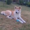 Akita Inu - female puppy 6 months FCI photo 3