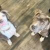American Staffordshire Terriers photo 1