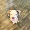 American Staffordshire Terriers photo 2