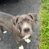 American Staffordshire Terriers photo 3