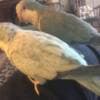 Blue Quaker parrots photo 1