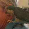 Blue Quaker parrots photo 3