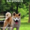 Akita Inu - female puppy 6 months FCI photo 1