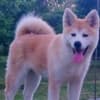 Akita Inu - female puppy 6 months FCI photo 2