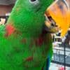 Tamed and lovely eclectus parrots for ready for new homes photo 1
