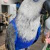 Tamed and lovely eclectus parrots for ready for new homes photo 2