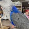 Tamed and lovely eclectus parrots for ready for new homes photo 4