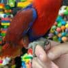 Tamed and lovely eclectus parrots for ready for new homes photo 5