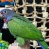 Tamed and beautiful Pionus parrots for ready for new homes photo 1