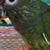 Tamed and beautiful Pionus parrots for ready for new homes photo 2