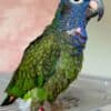 Tamed and beautiful Pionus parrots for ready for new homes photo 4