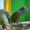 Tamed and beautiful Pionus parrots for ready for new homes photo 6