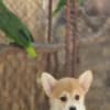 Welsh Corgi Pembroke – Beautiful Puppies photo 1