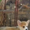 Welsh Corgi Pembroke – Beautiful Puppies photo 2