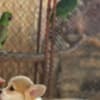Welsh Corgi Pembroke – Beautiful Puppies photo 3