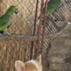 Welsh Corgi Pembroke – Beautiful Puppies photo 4