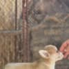 Welsh Corgi Pembroke – Beautiful Puppies photo 5