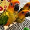 conure parrots available for new homes photo 1