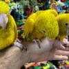 conure parrots available for new homes photo 2