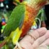 conure parrots available for new homes photo 5