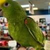 Tamed and talking amazon parrots for sale photo 1