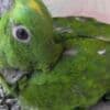 Tamed and talking amazon parrots for sale photo 2
