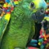 Tamed and talking amazon parrots for sale photo 3