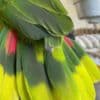 Tamed and talking amazon parrots for sale photo 5