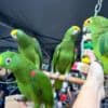 Tamed and talking amazon parrots for sale photo 6