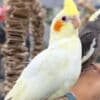 Tamed and lovely cockatiel babies for sale photo 2