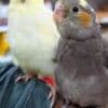 Tamed and lovely cockatiel babies for sale photo 3