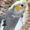 Tamed and lovely cockatiel babies for sale photo 4