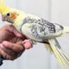 Tamed and lovely cockatiel babies for sale photo 5
