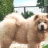 Chow Chow puppies photo 1