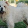 Chow Chow puppies photo 2