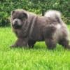 Chow Chow puppies photo 3