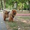 Chow Chow puppies photo 4