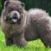Chow Chow puppies photo 5